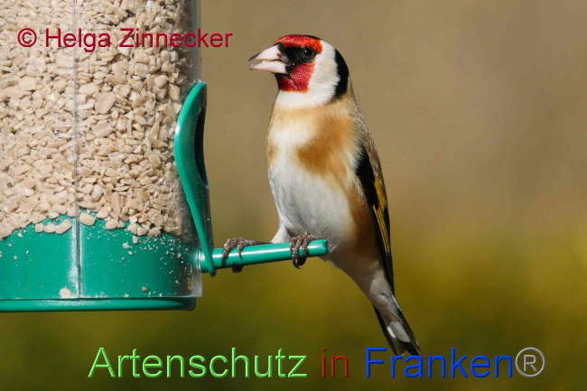 © Artenschutz in Franken® Helga Zinnecker Bild zum Eintrag (1041029-160)
