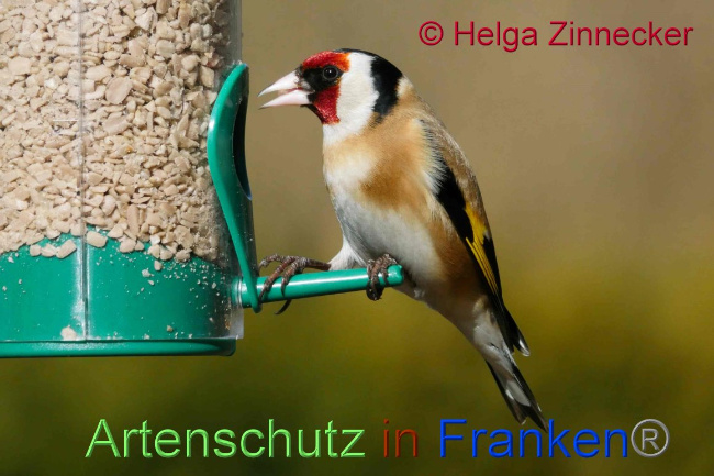 © Artenschutz in Franken® Helga Zinnecker Bild zum Eintrag (1041030-160)