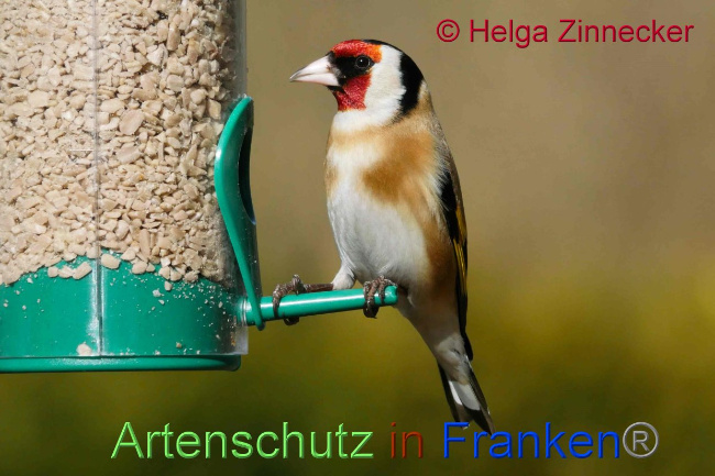 © Artenschutz in Franken® Helga Zinnecker Bild zum Eintrag (1041031-160)