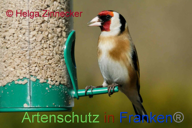 © Artenschutz in Franken® Helga Zinnecker Bild zum Eintrag (1041032-160)