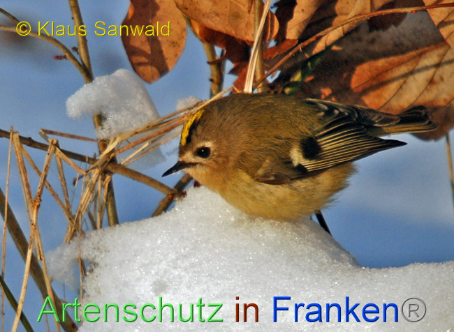 © Artenschutz in Franken® / Klaus Sanwald Bild zum Eintrag (1041138-160)