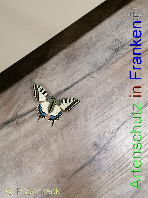 © Artenschutz in Franken® / R.Schreck Bild zum Eintrag (1041408-160)