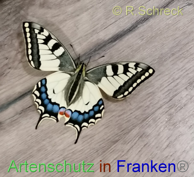 © Artenschutz in Franken® / R.Schreck Bild zum Eintrag (1041409-160)