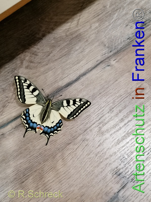 © Artenschutz in Franken® / R.Schreck Bild zum Eintrag (1041410-160)