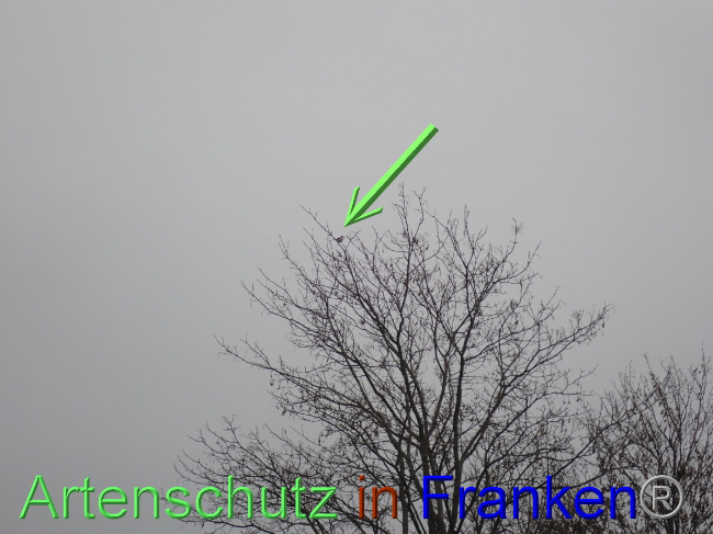 © Artenschutz in Franken® Bild zum Eintrag (1041427-160)