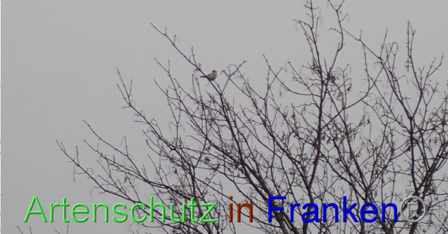 © Artenschutz in Franken® Bild zum Eintrag (1041428-160)