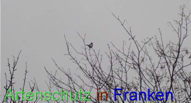 © Artenschutz in Franken® Bild zum Eintrag (1041431-160)