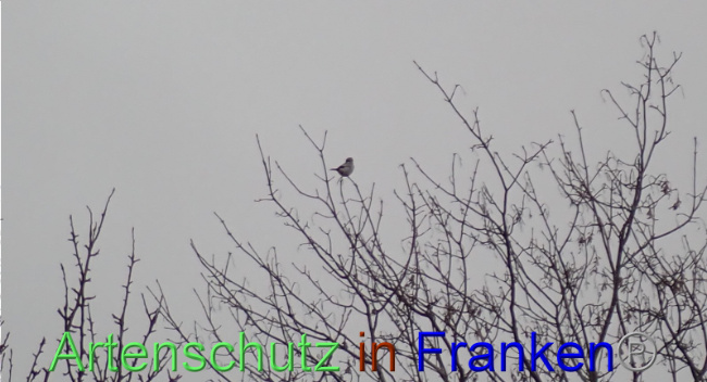 © Artenschutz in Franken® Bild zum Eintrag (1041432-160)