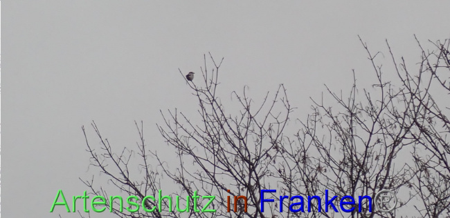 © Artenschutz in Franken® Bild zum Eintrag (1041433-160)