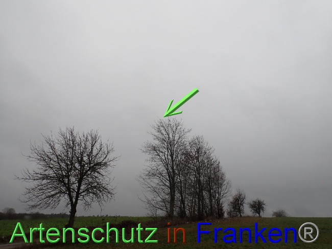 © Artenschutz in Franken® Bild zum Eintrag (1041436-160)