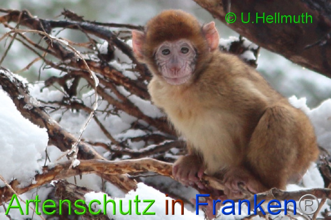 © Artenschutz in Franken® / U.Hellmuth Bild zum Eintrag (1042332-160)