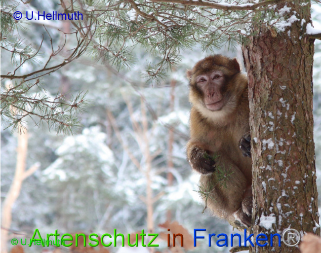 © Artenschutz in Franken® / U.Hellmuth Bild zum Eintrag (1042337-160)