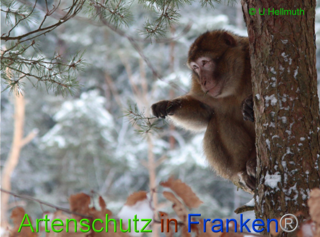 © Artenschutz in Franken® / U.Hellmuth Bild zum Eintrag (1042338-160)