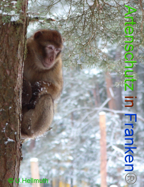 © Artenschutz in Franken® / U.Hellmuth Bild zum Eintrag (1042339-160)