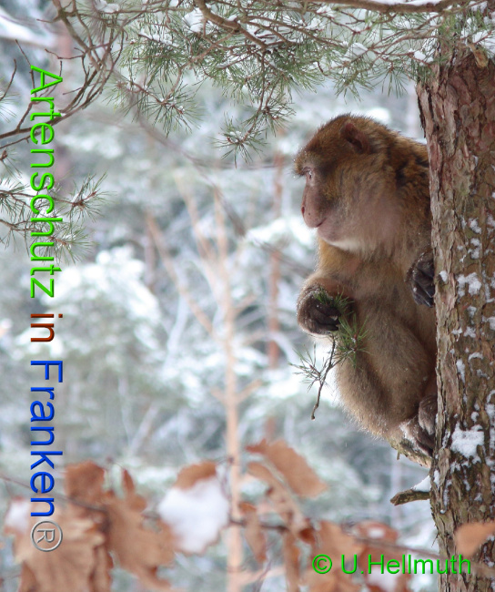 © Artenschutz in Franken® / U.Hellmuth Bild zum Eintrag (1042340-160)