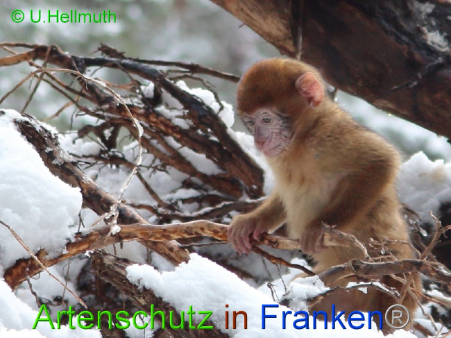 © Artenschutz in Franken® / U.Hellmuth Bild zum Eintrag (1042343-160)