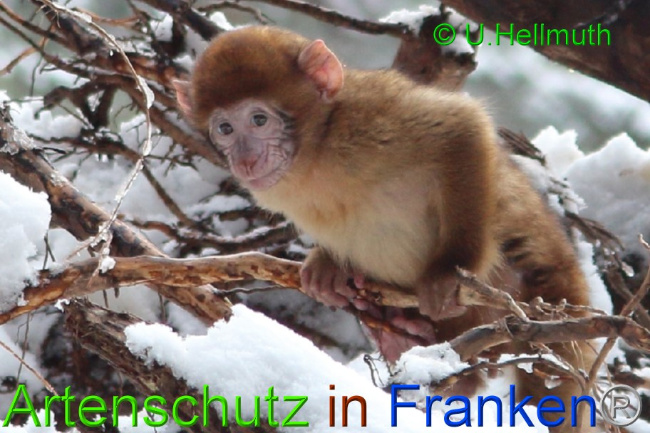 © Artenschutz in Franken® / U.Hellmuth Bild zum Eintrag (1042344-160)