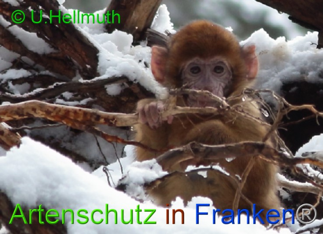 © Artenschutz in Franken® / U.Hellmuth Bild zum Eintrag (1042345-160)