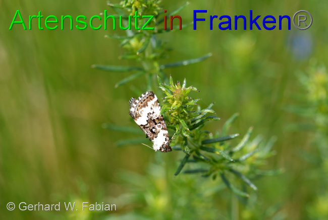 © Artenschutz in Franken® / Gerhard W. Fabian Bild zum Eintrag (1042459-160)