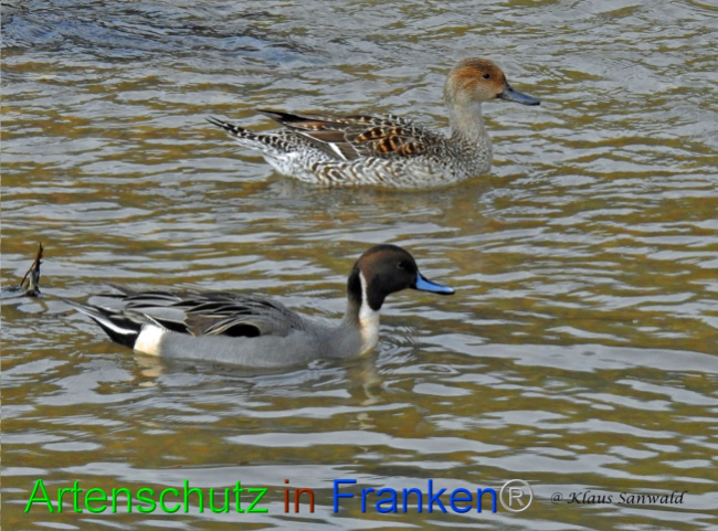 © Artenschutz in Franken® / Klaus Sanwald Bild zum Eintrag (1043047-160)