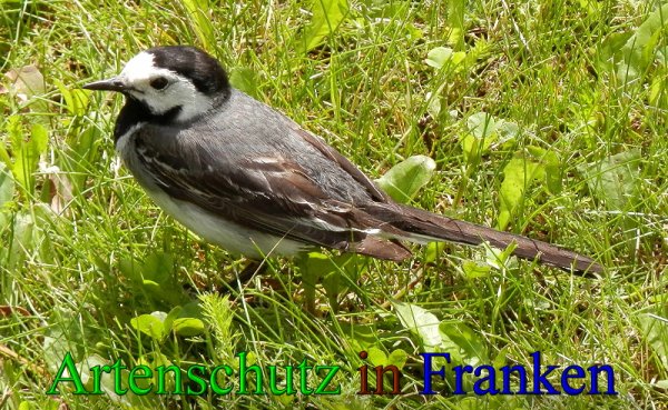 Copyright AiS- Albert Meier Bild zum Eintrag (1043455-160)