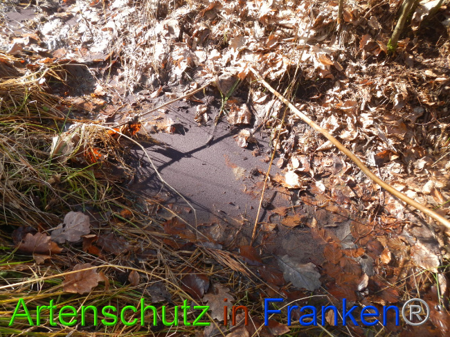 © Artenschutz in Franken® Bild zum Eintrag (1043754-160)