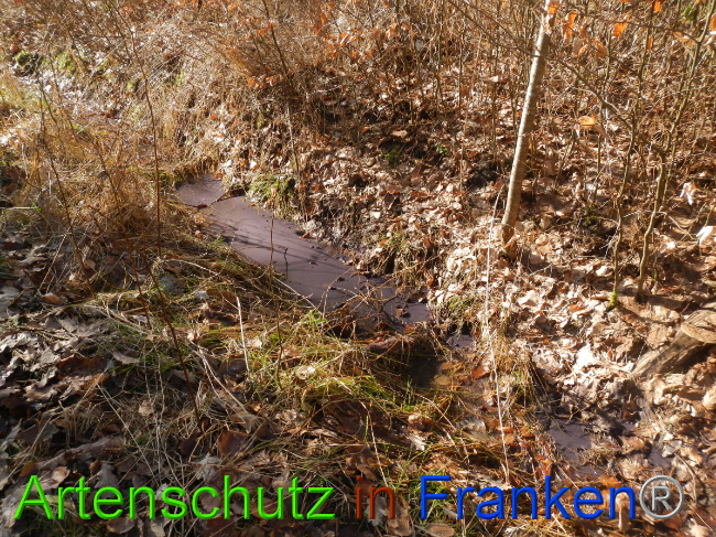 © Artenschutz in Franken® Bild zum Eintrag (1043755-160)
