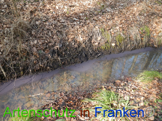 © Artenschutz in Franken® Bild zum Eintrag (1043759-160)