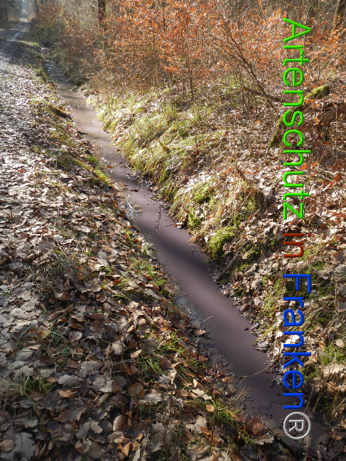 © Artenschutz in Franken® Bild zum Eintrag (1043760-160)
