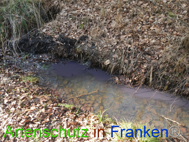 © Artenschutz in Franken® Bild zum Eintrag (1043761-160)