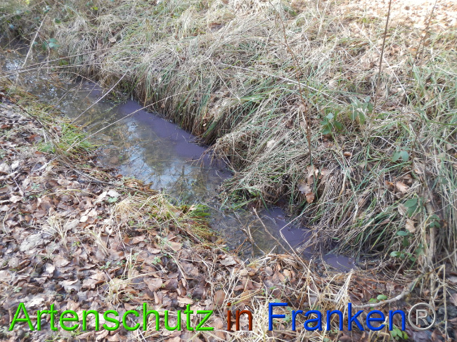 © Artenschutz in Franken® Bild zum Eintrag (1043763-160)