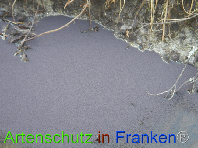© Artenschutz in Franken® Bild zum Eintrag (1043764-160)