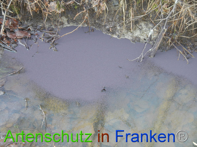 © Artenschutz in Franken® Bild zum Eintrag (1043765-160)