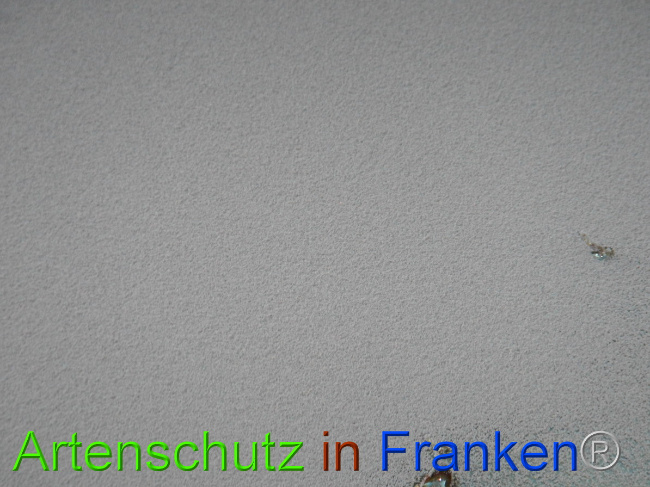 © Artenschutz in Franken® Bild zum Eintrag (1043770-160)