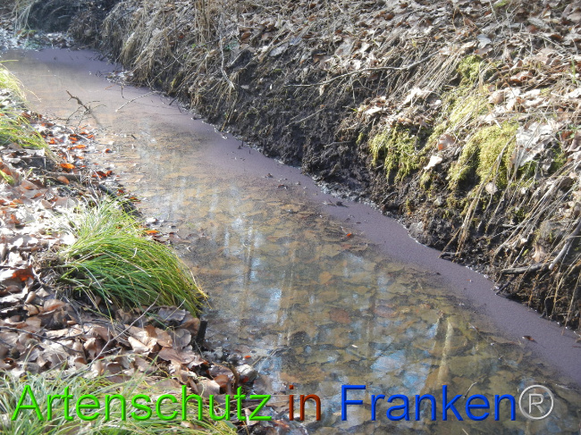© Artenschutz in Franken® Bild zum Eintrag (1043771-160)