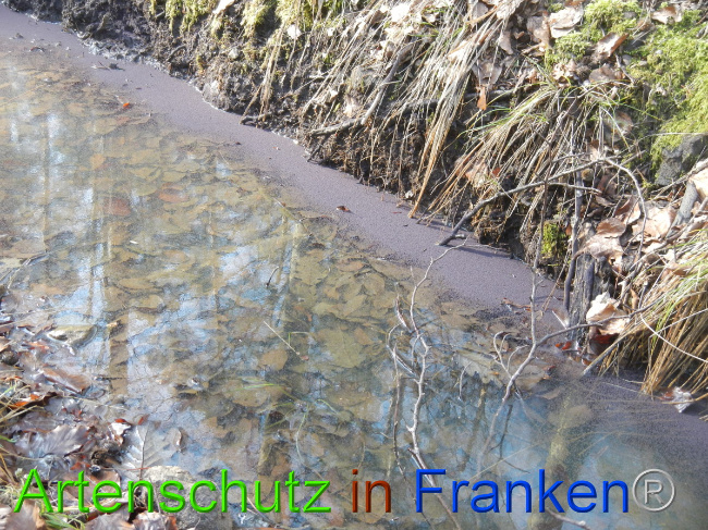 © Artenschutz in Franken® Bild zum Eintrag (1043772-160)
