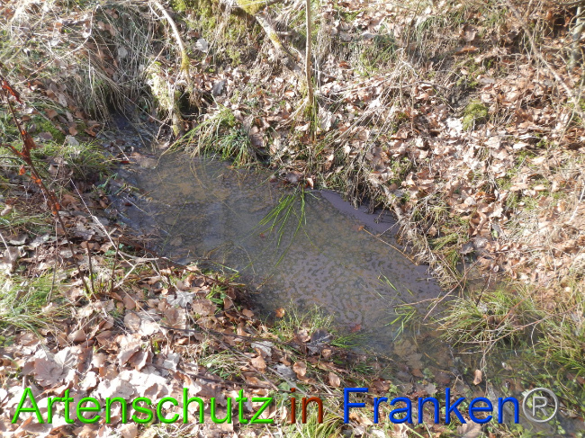 © Artenschutz in Franken® Bild zum Eintrag (1043775-160)