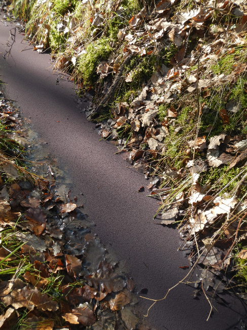 © Artenschutz in Franken® Bild zum Eintrag (1043776-160)
