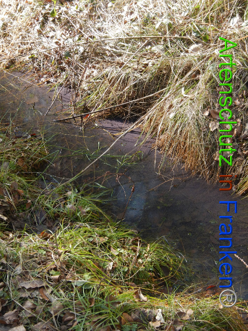 © Artenschutz in Franken® Bild zum Eintrag (1043777-160)