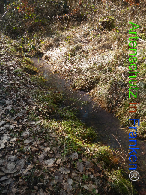 © Artenschutz in Franken® Bild zum Eintrag (1043779-160)