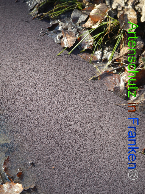 © Artenschutz in Franken® Bild zum Eintrag (1043780-160)
