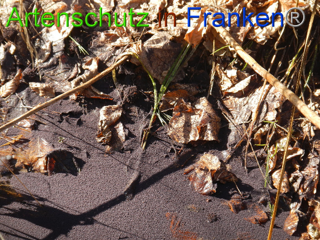 © Artenschutz in Franken® Bild zum Eintrag (1043782-160)