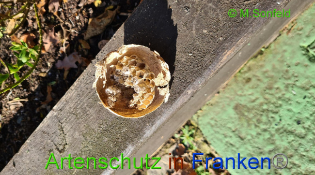 © Artenschutz in Franken® / Michael Sonfeld Bild zum Eintrag (1044432-160)