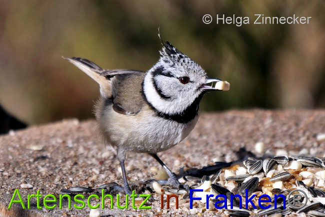 © Artenschutz in Franken® / Helga Zinnecker Bild zum Eintrag (1044860-160)