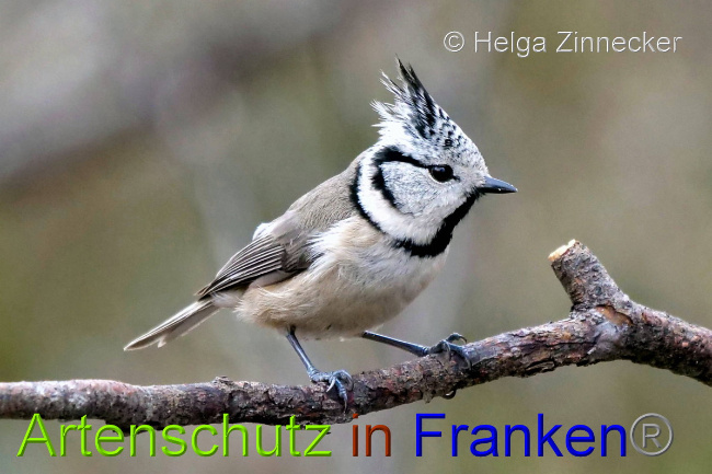 © Artenschutz in Franken® / Helga Zinnecker Bild zum Eintrag (1044861-160)
