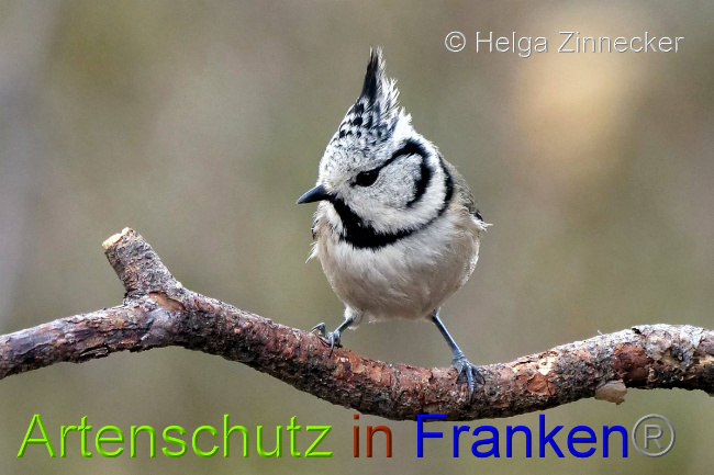 © Artenschutz in Franken® / Helga Zinnecker Bild zum Eintrag (1044863-160)