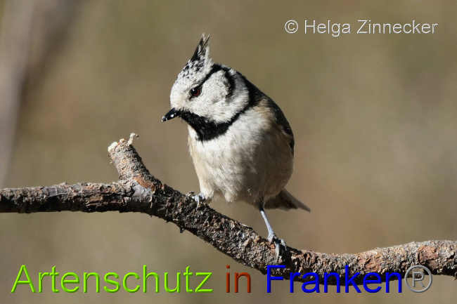 © Artenschutz in Franken® / Helga Zinnecker Bild zum Eintrag (1044864-160)