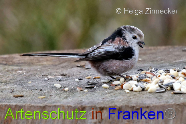 © Artenschutz in Franken® / Helga Zinnecker Bild zum Eintrag (1044868-160)