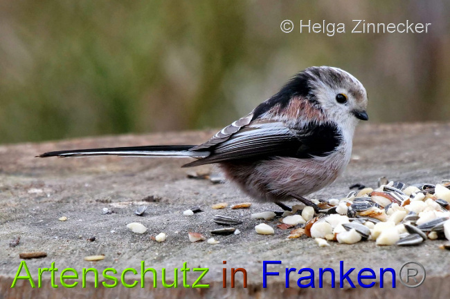 © Artenschutz in Franken® / Helga Zinnecker Bild zum Eintrag (1044869-160)