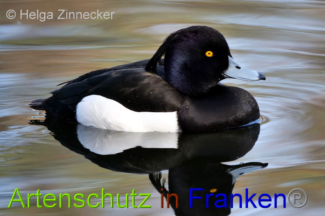 © Artenschutz in Franken® / Helga Zinnecker Bild zum Eintrag (1044874-160)